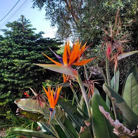 Willa Casa Com Piscina 10 Pessoas - 5 Min Da Esposende